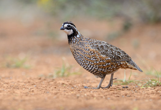 Northern Bobwhite, Colinus virginianus, Santa Clara Ranch, Texas