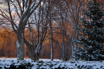 Winter Trees at Sunset