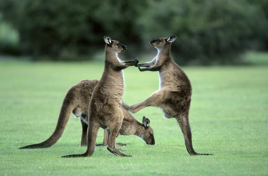Juvenile western gray kangaroos (Macropus fuliginosus), kick-boxing in practise fighting, Kangaroo Island, Australia