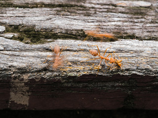 Red Ants Walking on a Wooden Bridge