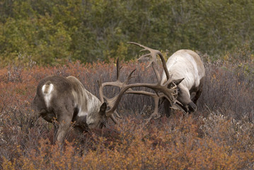 Barren-ground Caribou (Rangifer tarandus) sparring in tundra, Denali National Park, Alaska, USA