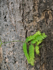 Leaflet Acacia on The Bark