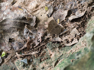 Butterfly Blend in with The Environment