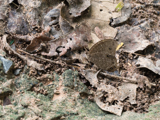 Butterfly Blend in with The Environment
