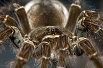 Goliath Bird-Eating Tarantula