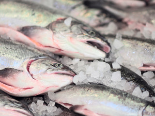 Fresh salmon fish ready to cook on ice