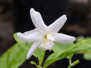 White Jasmine Blooming