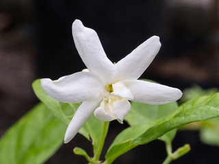 Fototapeta na wymiar White Jasmine Blooming