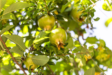 Raw pomegranate fruit