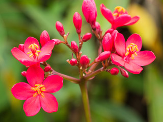 The Red Spicy Jatropha Flowers