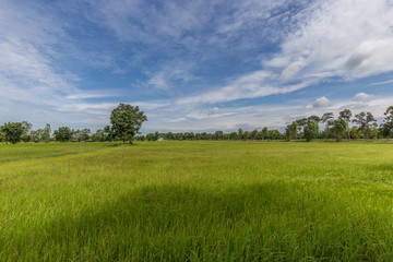 Fototapeta na wymiar Paddy jasmine rice farm with beautiful sky in Thailand