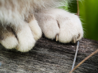 Grey Cat Paws Standing