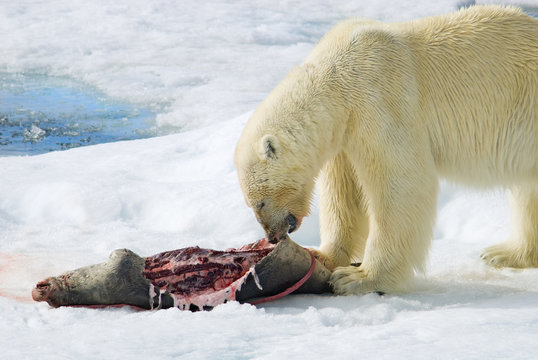 Polar bear (Ursus maritimus) feeding on a juvenile bearded seal (Erignathus barbatus), Svalbard Archipelago, Arctic Norway