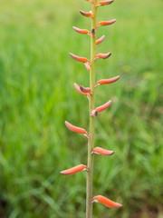 Aloe Vera Flower