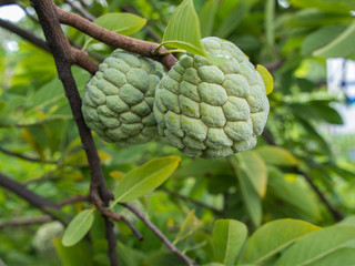 Fototapeta premium Custard Apple Fruit