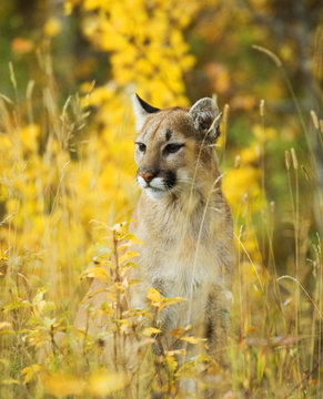 Cougar (Felis concolor) Juvenile. A solitary and strongly territorial hunting species that requires isolated or undisturbed game-rich wilderness. The spots of a kitten are still faintly visible indicating that this speciman is likely 6 to 8 months old. Waterton Lakes National Park, southwest Alberta, Canada.