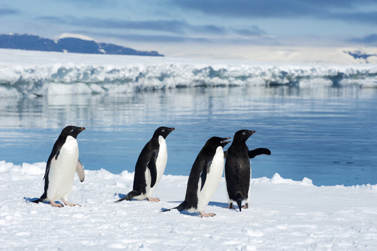Adelie penguins (Pygoscelis adeliae) loafing by the ice edge, Petrel island, Antarctic Peninsula