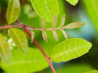 The Brazilian Pepper-tree Leaflet