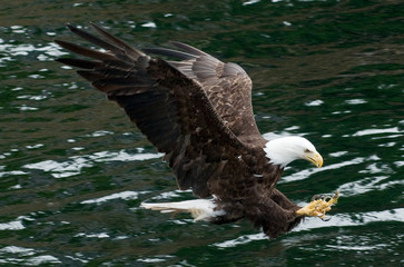 American Bald Eagles