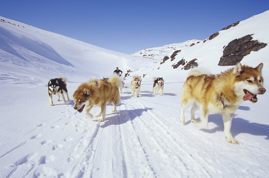 Dogs pulling a sled on snow field
