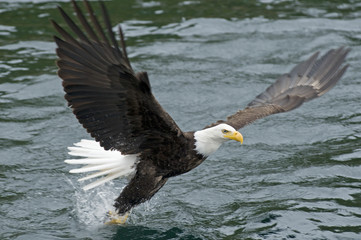 American Bald Eagles