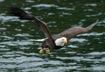 American Bald Eagles