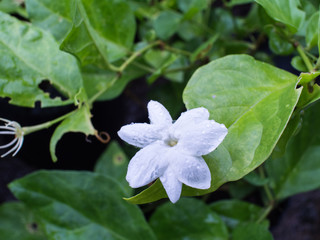 White Jasmine Blooming