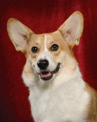 Pembroke Welsh Corgi