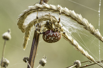 Shamrock orb weaver spider making web in field grass
