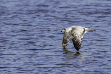 Female Seagull flying low over water