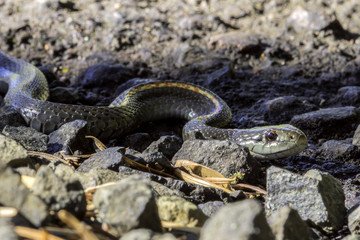 Gardener snake among rocks
