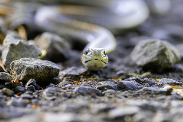 Gardener snake face closeup