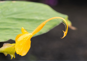 Yellow Pollen of Globba