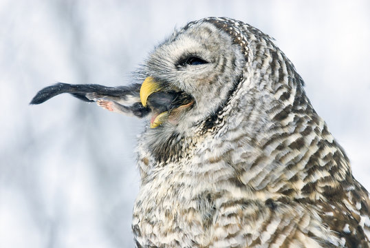 Barred Owl Ingesting Northern Flying Squirrel, Alberta, Canada