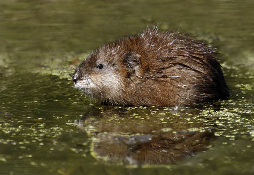 Muskrat (Ondatra zibethicus) in a pond near Saskatoon, Saskatchewan