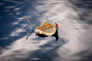 Leaf floats calmly on water.