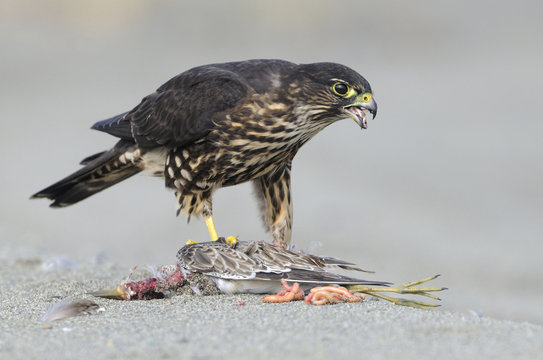 Merlin falcon at Dungenous Spit WA