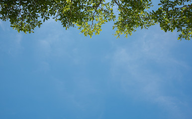 green leaves shining in the sun on blue sky background