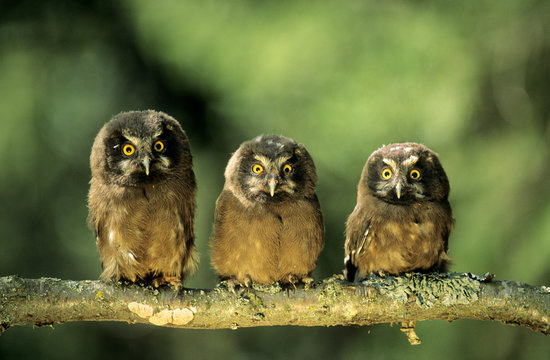 Young boreal owl chicks (Aegolius funereus), northern Alberta, Canada.