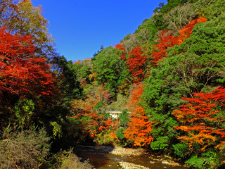 Obraz premium 七里川渓谷の紅葉(千葉県)