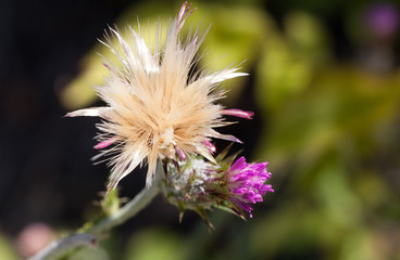 Macrophotographie d'une fleur sauvage: Chardon Marie (Silybum marianum)