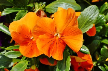 Photo sur Plexiglas Pansies Fleurs violettes de pensée orange