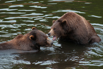 Obraz premium Bears