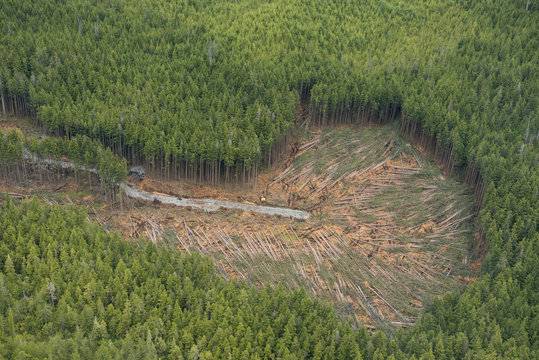Coastal clear cut logging, British Columbia, Canada