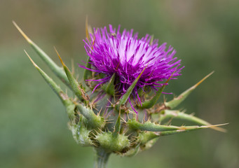 Macrophotographie d'une fleur sauvage: Chardon Marie (Silybum marianum)