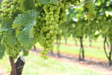 Grapes in the Vineyard