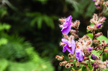The blossoming myrtle flowers closeup