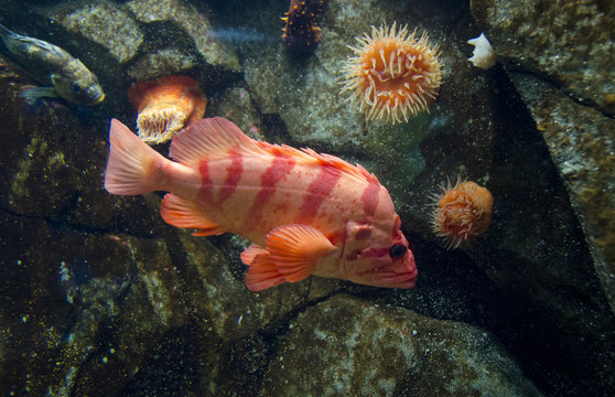 Tiger Rockfish,  Sebastes nigrocinctus, also banded rockfish, and black-banded rockfish, at Shaw Ocean Discovery Centre, an aquarium and marine education centre in Sidney, British Columbia, Canada