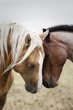 Two affectionate horses, Saskatchewan, Canada
