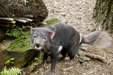 Tasmanian Devil